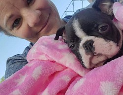 Boston terrier