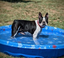 Boston terriers