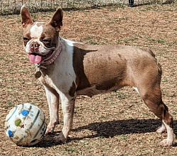 Boston terriers