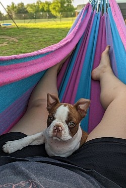 Boston terrier