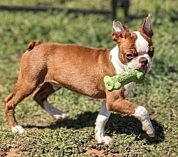 Boston terrier