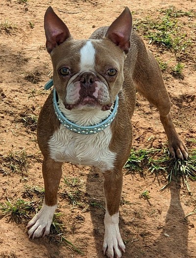 Boston terrier stud