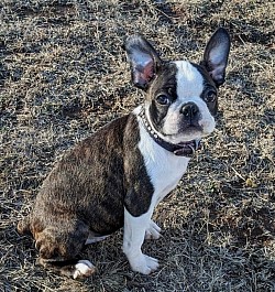 Boston terrier