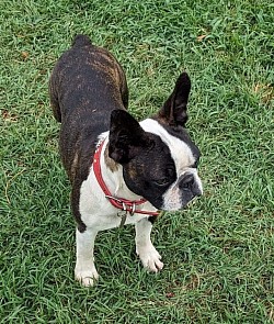 Boston terrier