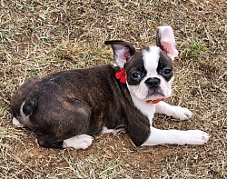 Boston terrier