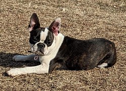 Boston terrier