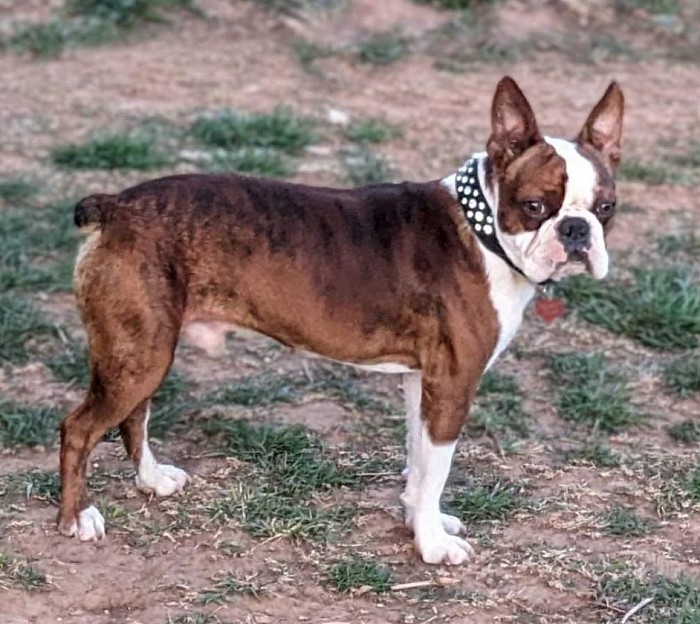 Boston terrier