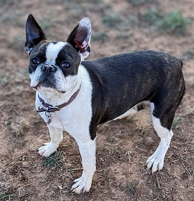 Boston terrier