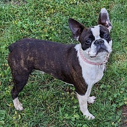 Boston terrier