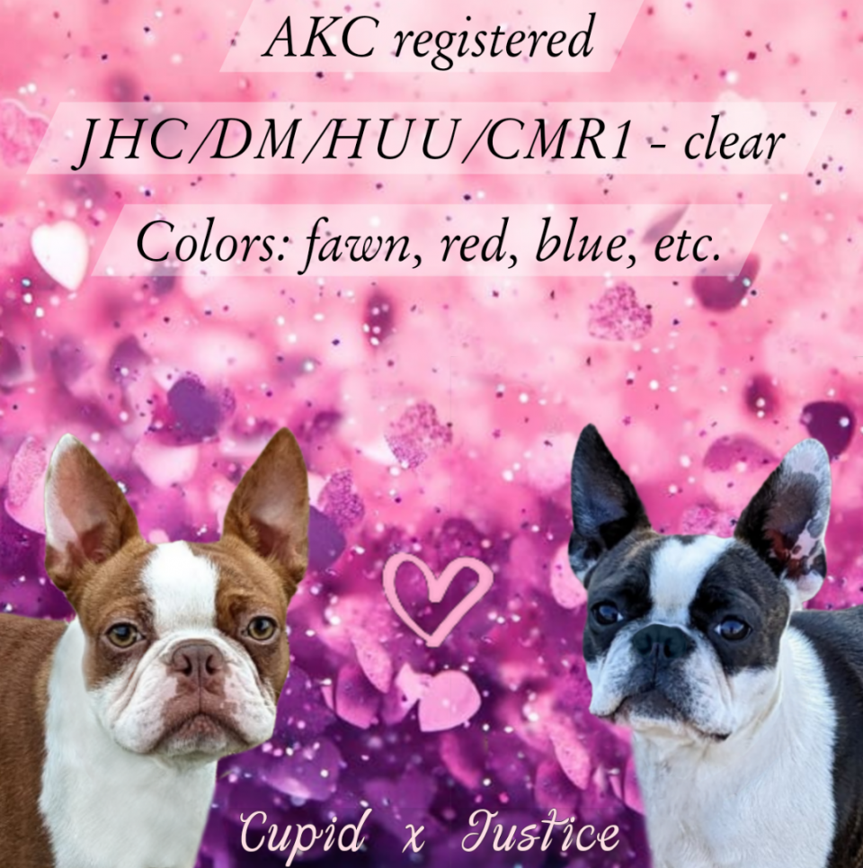 Boston terriers