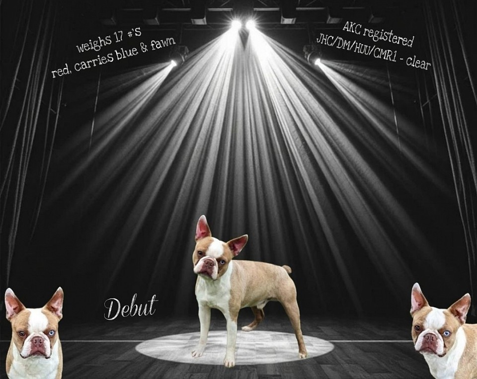 Boston terrier stud