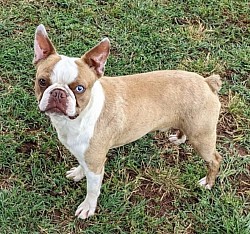 Boston terrier stud