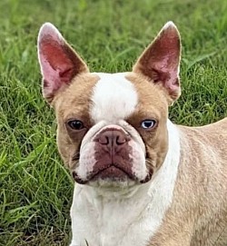 Boston terrier stud