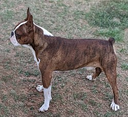 Boston terrier stud
