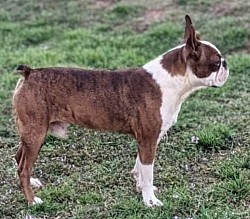 Boston terrier stud