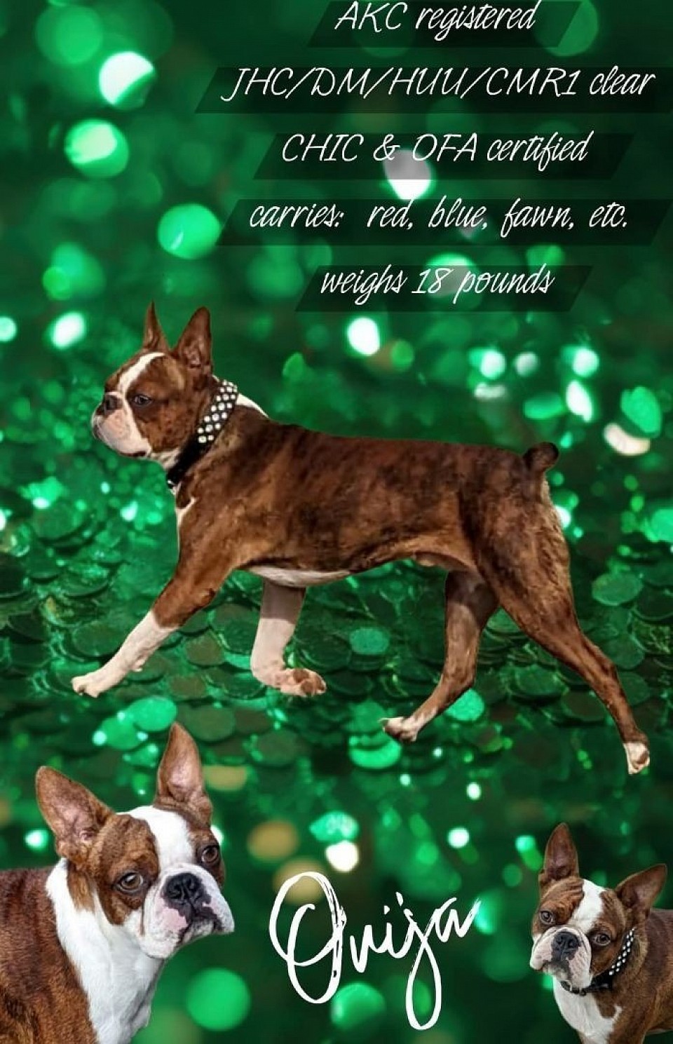 Boston terrier