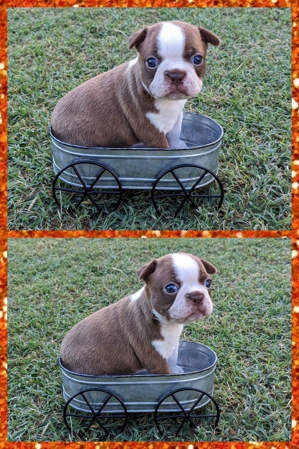 🧡 Copper 🧡