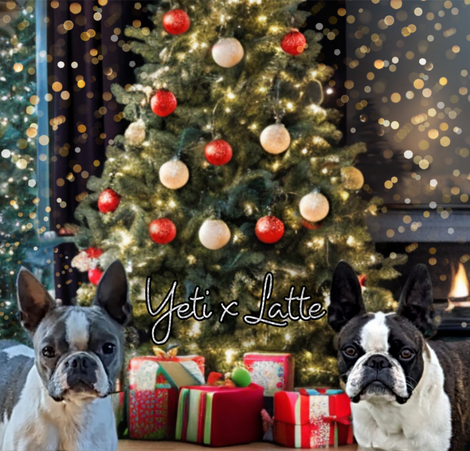 Boston terrier