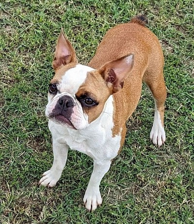 Boston terrier