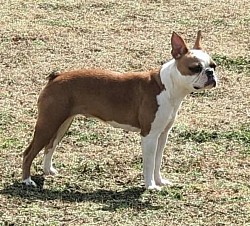 Boston terrier
