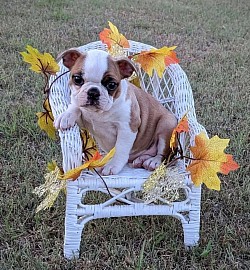 Boston terrier