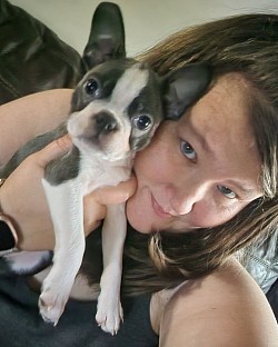 Boston terrier