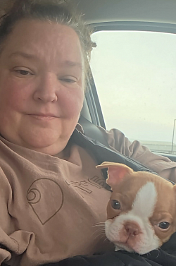 Boston terrier puppy