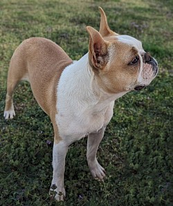 Boston terrier