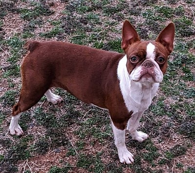 Boston terrier