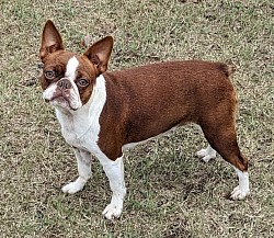 Boston terrier