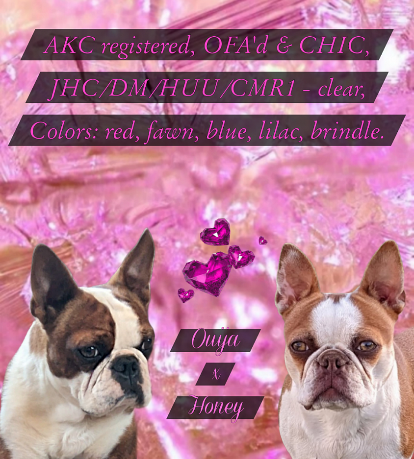 Boston terriers