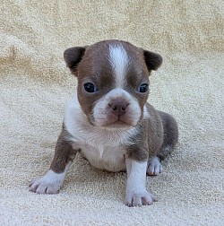 Boston terrier