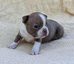 Boston terrier