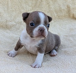 Boston terrier