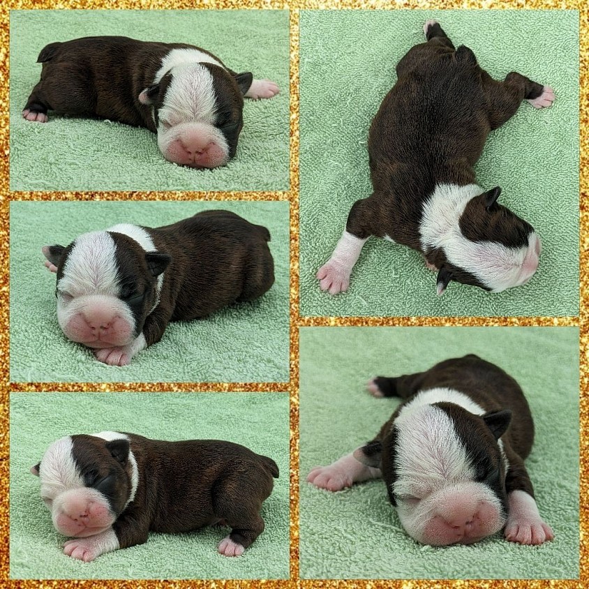 Boston terrier
