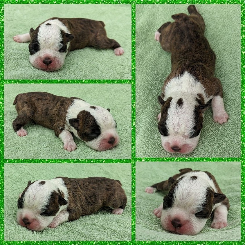 Boston terrier