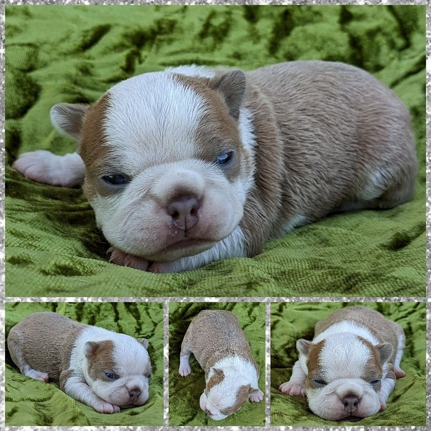 Blue fawn - Boy
