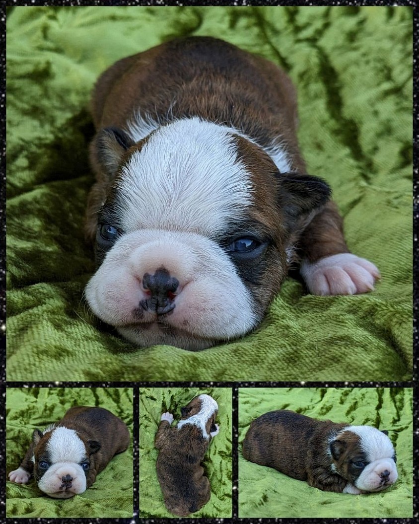 Brindle - Boy