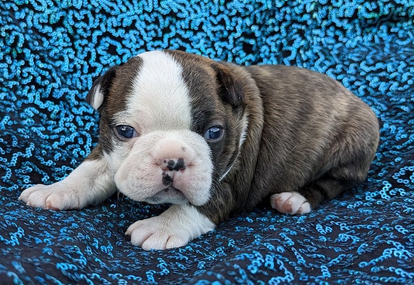 Brindle - Boy