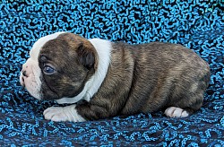 Boston terrier