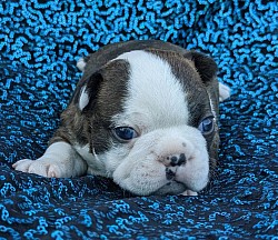 Boston terrier