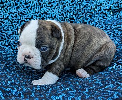 Boston terrier