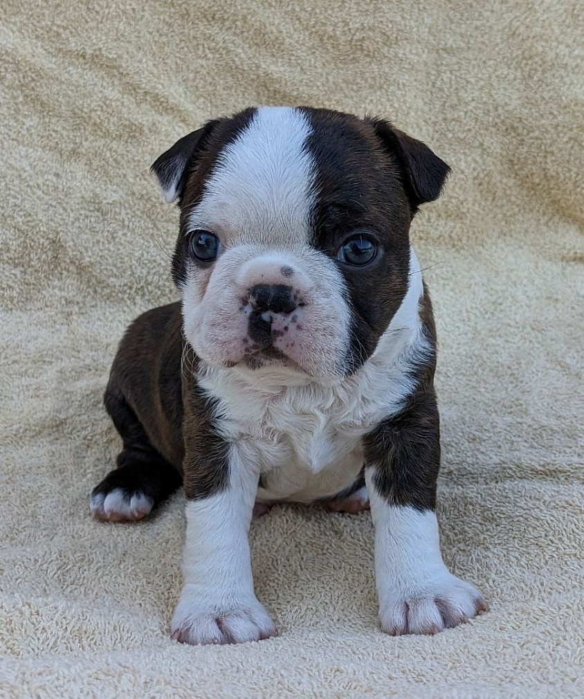 Brindle - Boy