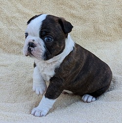 Boston terrier