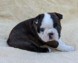 Boston terrier