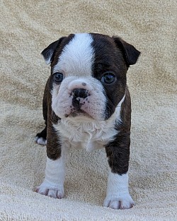 Boston terrier