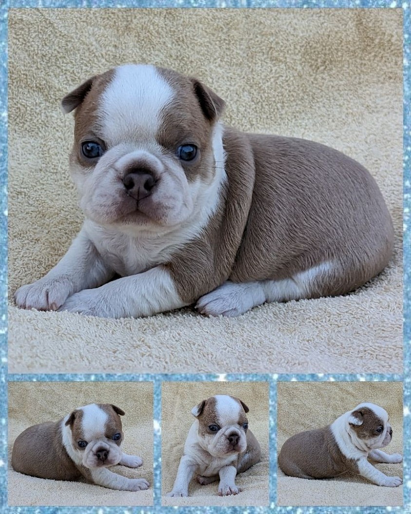 Blue fawn - Boy