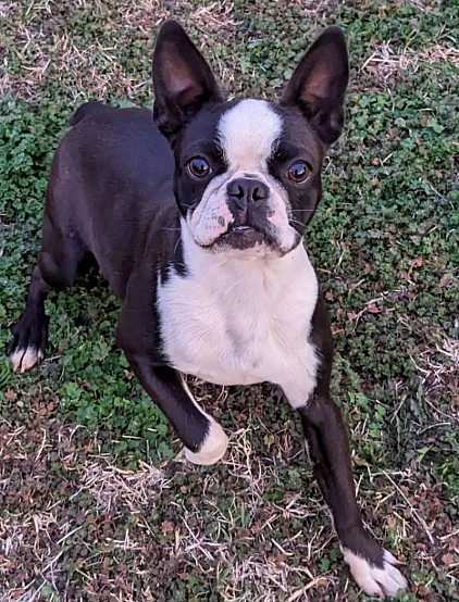 Boston terrier