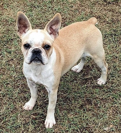 Boston terrier