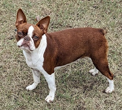 Boston terrier